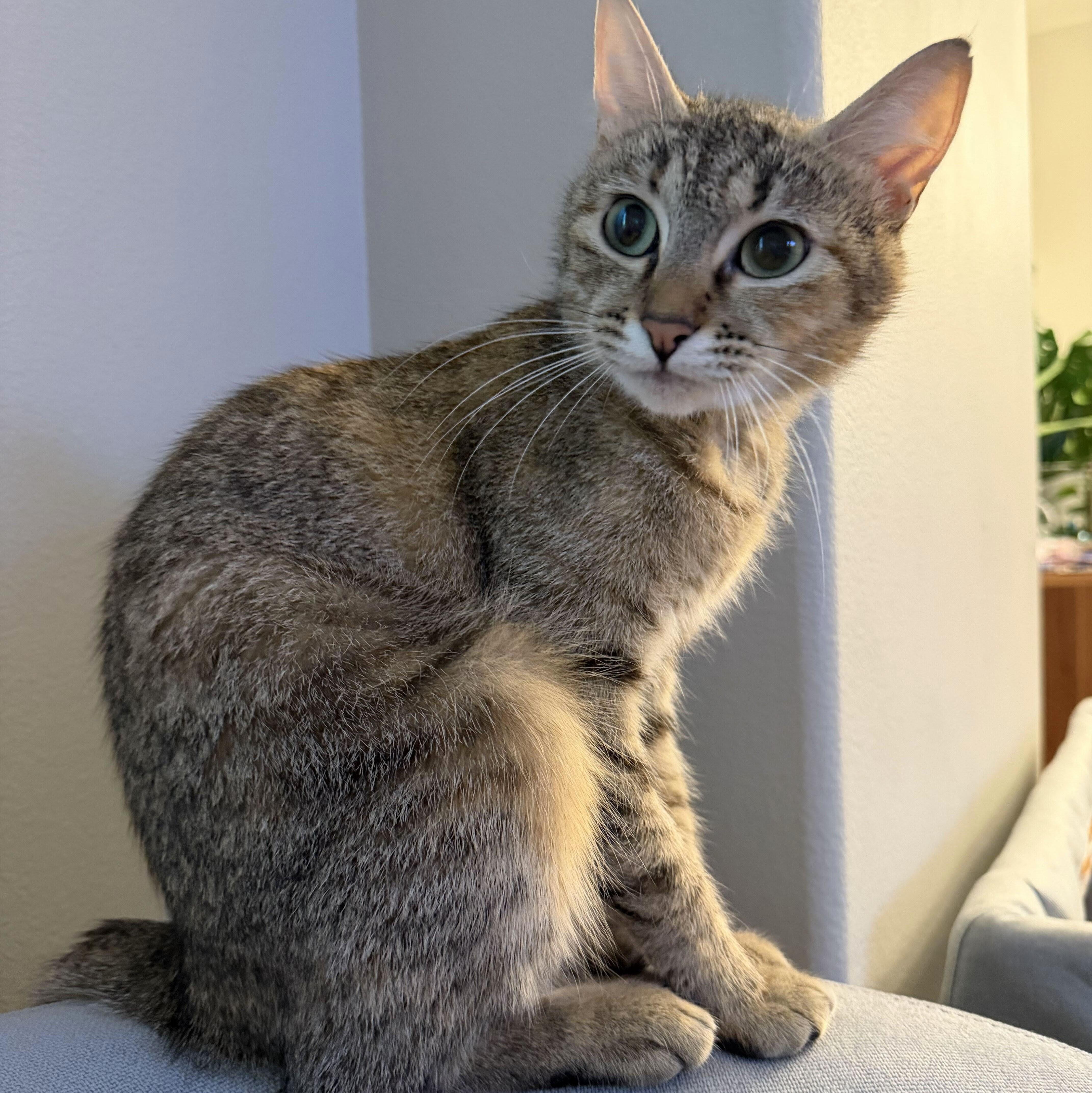 Remy, a Adoptable mixed breed in Wilsonville, OR image 5/6