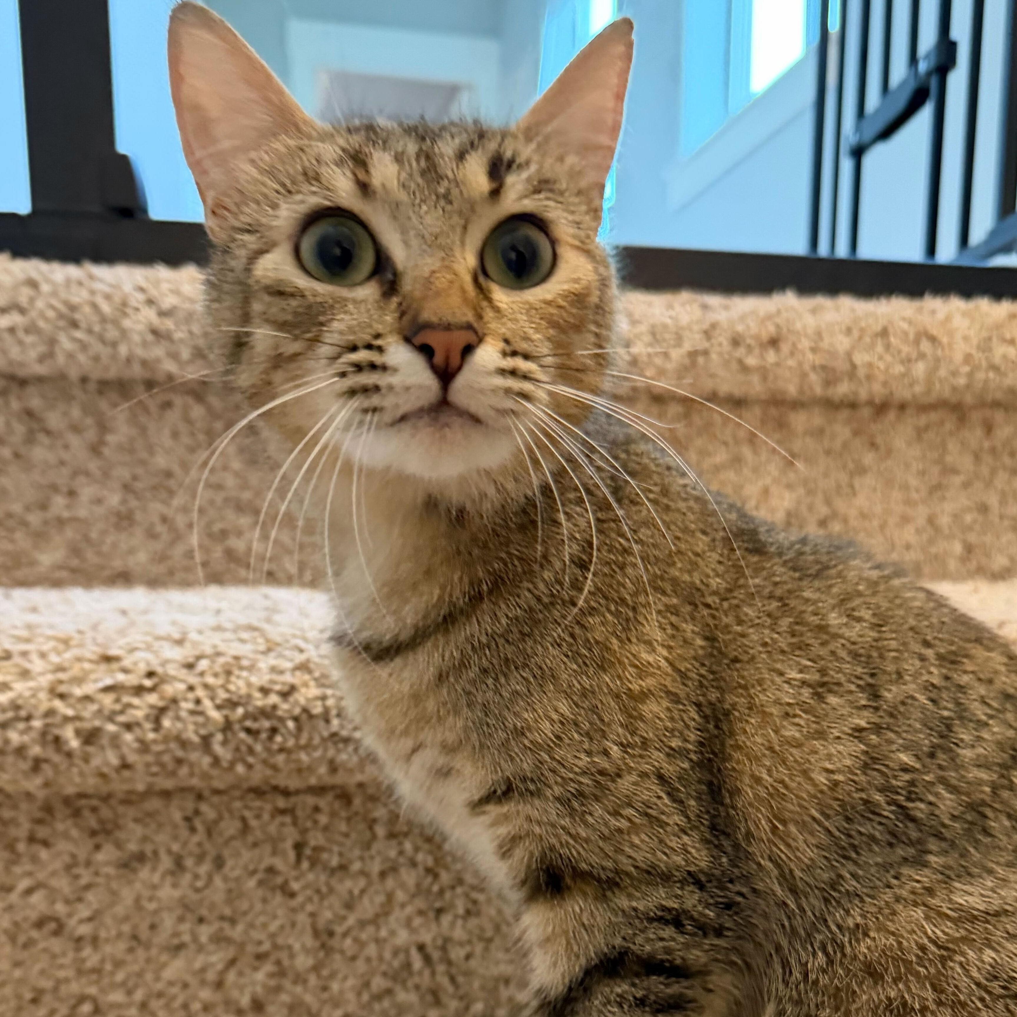 Remy, a Adoptable mixed breed in Wilsonville, OR image 6/6