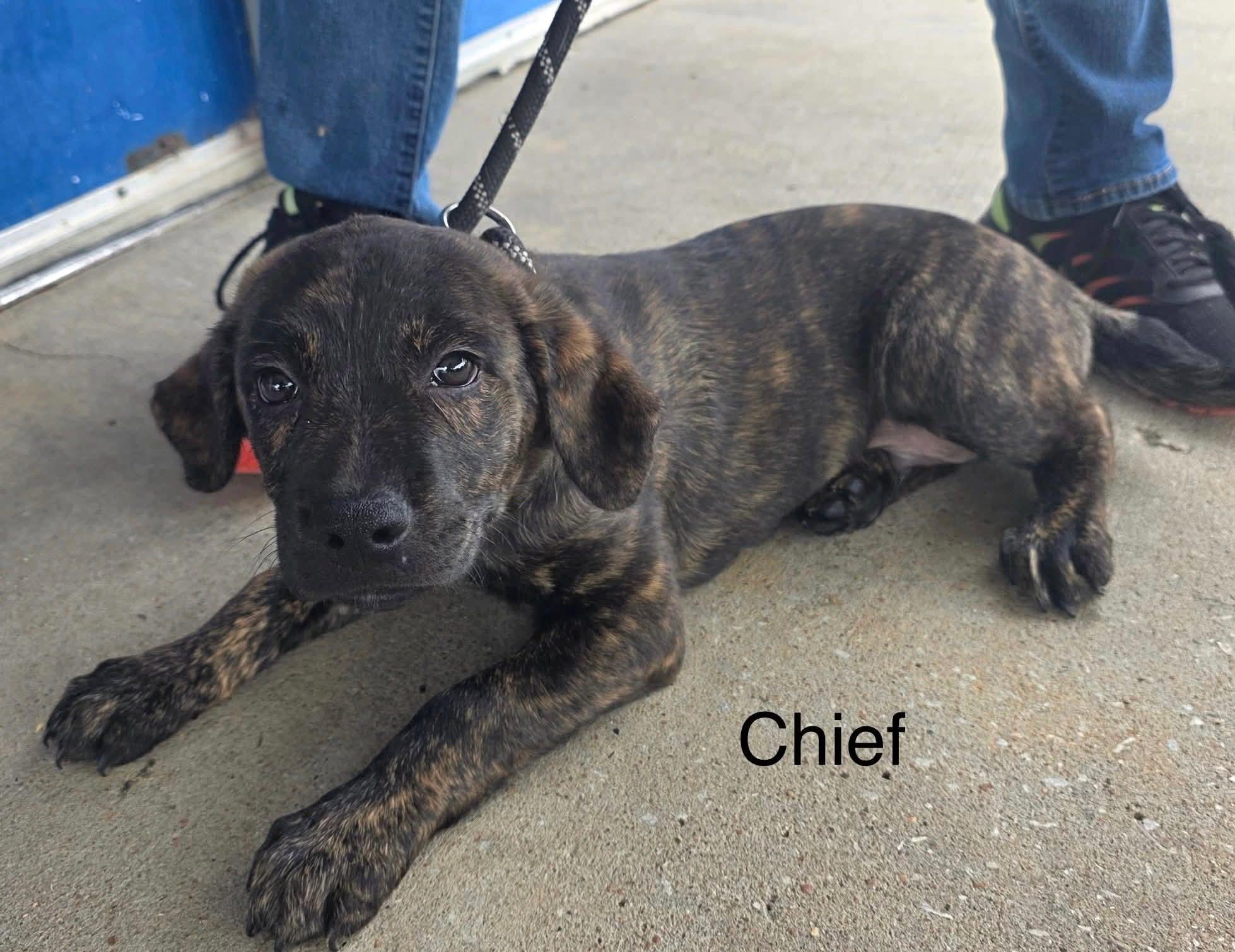 Enlarge Chief, an adopted mixed breed in Clinton, MO image 1/1