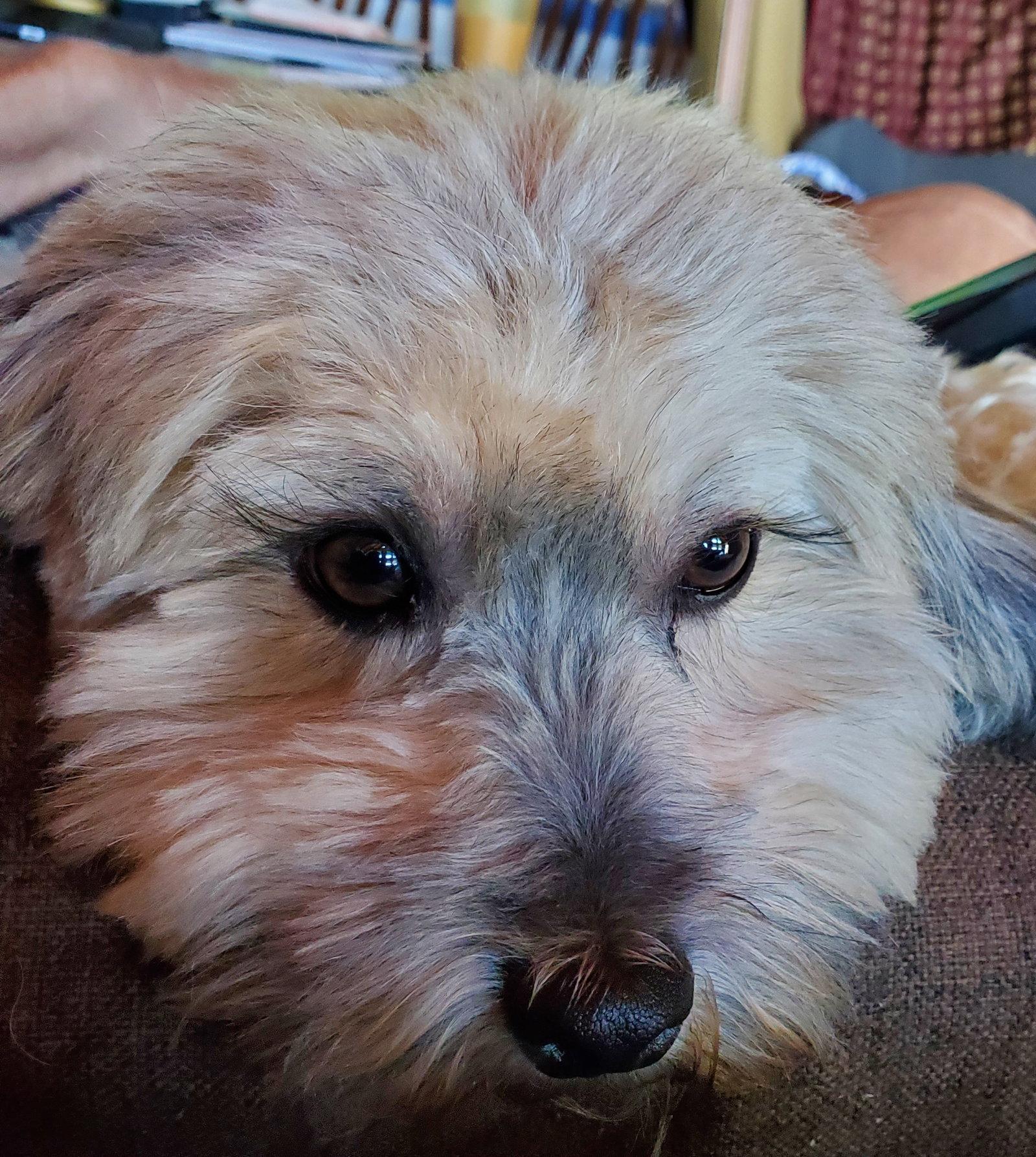 Shadow in WV - Adopted, Adopted, Young Male Havanese.