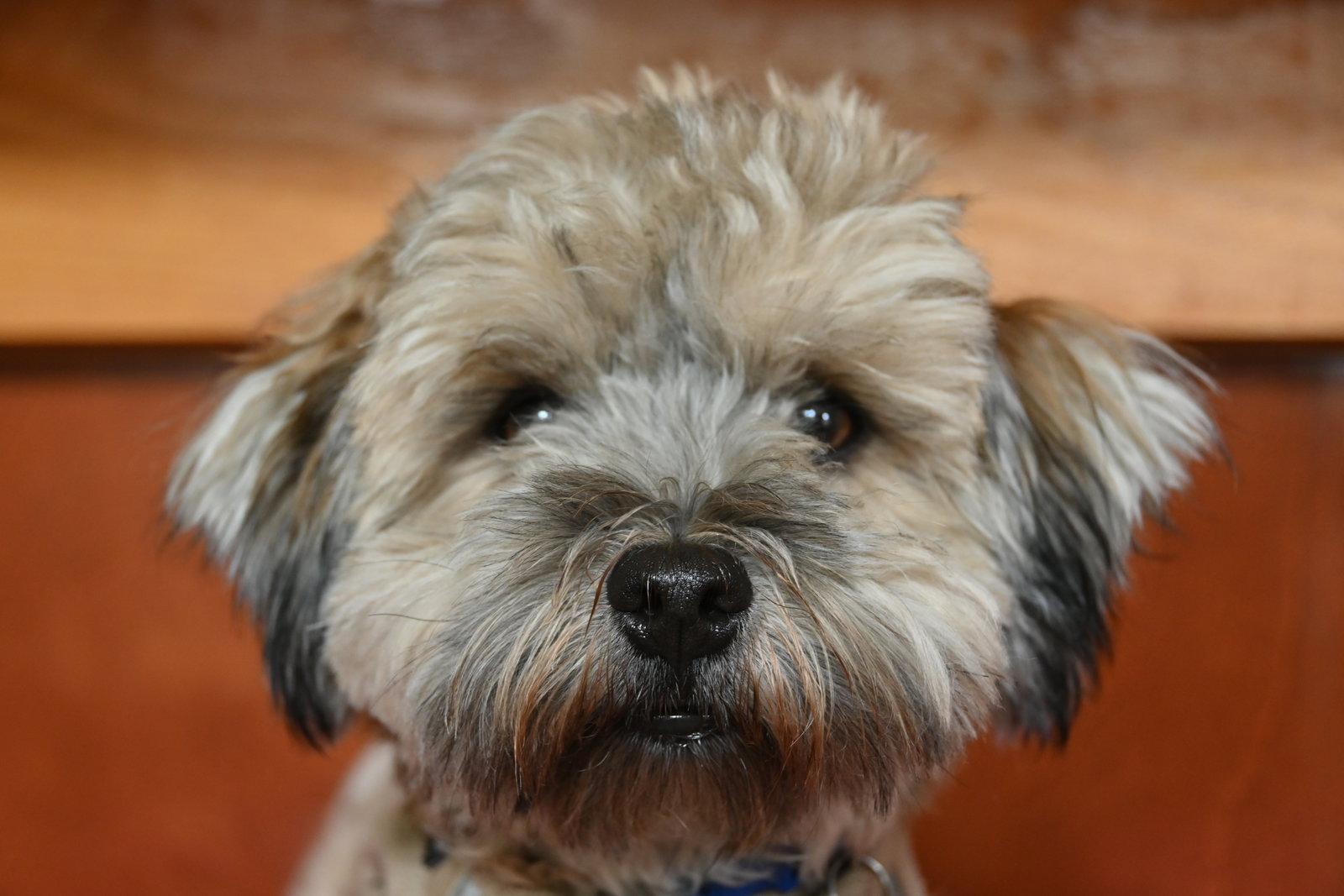 Enlarge Shadow in WV - Adopted, a Adopted Havanese in Cumming, GA image 2/3