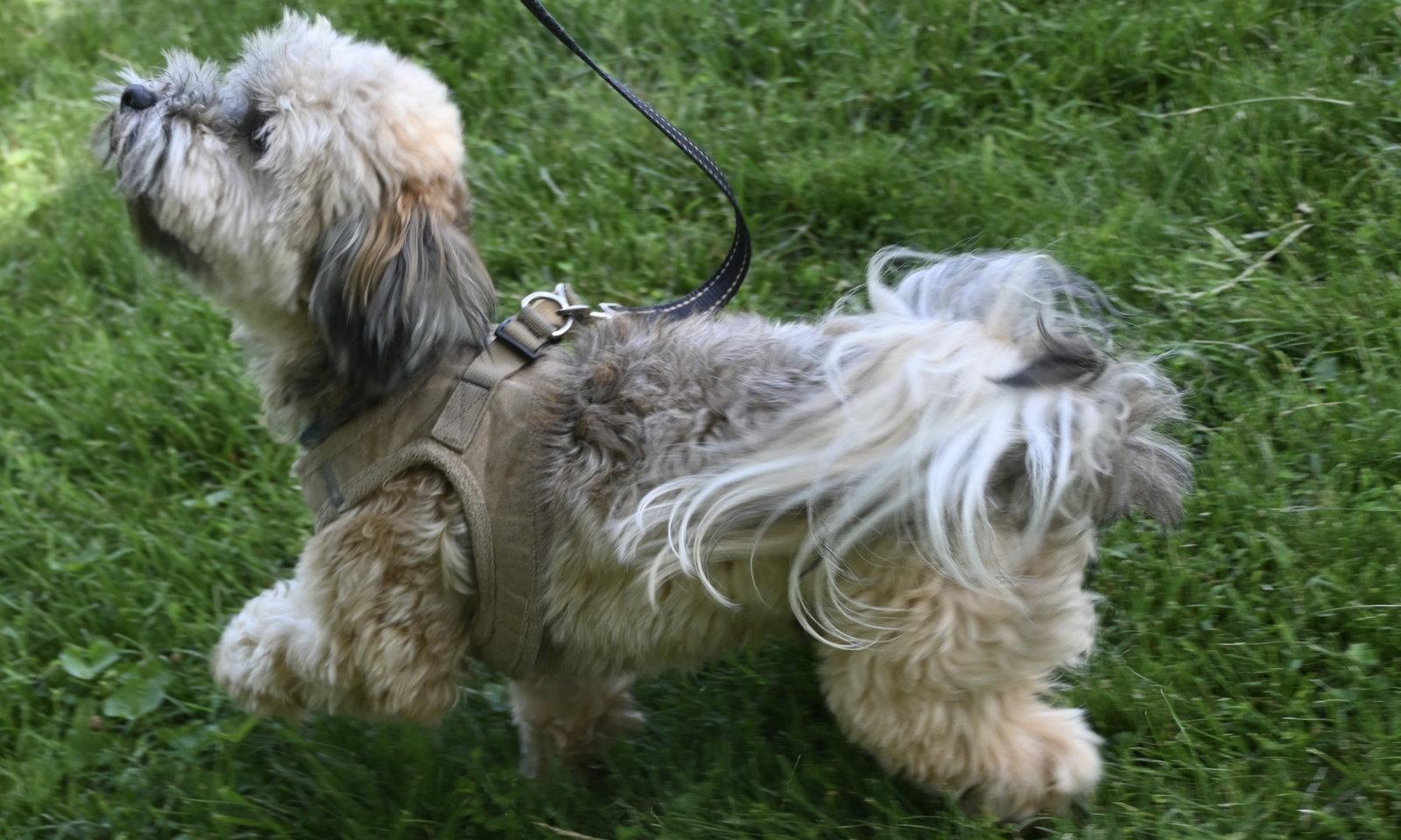 Enlarge Shadow in WV - Adopted, a Adopted Havanese in Cumming, GA image 3/3