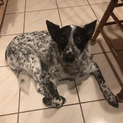 Tofu , an adopted Australian Cattle Dog / Blue Heeler in Palmyra, VA image 3/4
