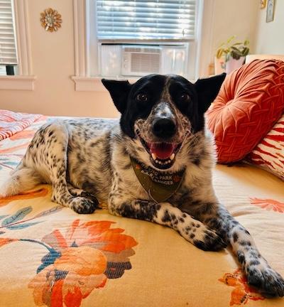 Tofu , adopted, Adult Male Australian Cattle Dog / Blue Heeler.