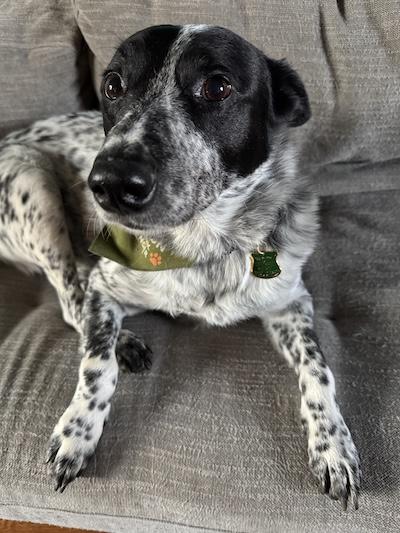 Tofu , an adopted Australian Cattle Dog / Blue Heeler in Palmyra, VA image 2/4