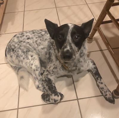 Tofu , an adopted Australian Cattle Dog / Blue Heeler in Palmyra, VA image 4/4