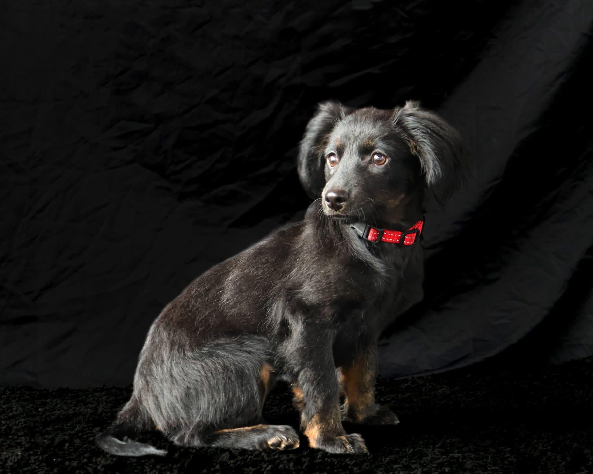 Enlarge Stella, a ADOPTABLE mixed breed in Elkton, MD image 3/4