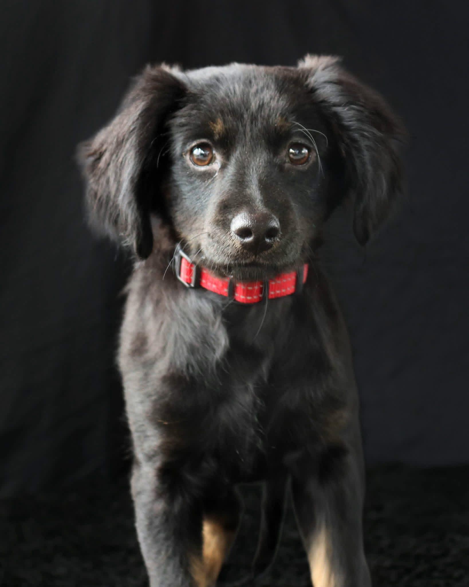 Enlarge Stella, a ADOPTABLE mixed breed in Elkton, MD image 4/4