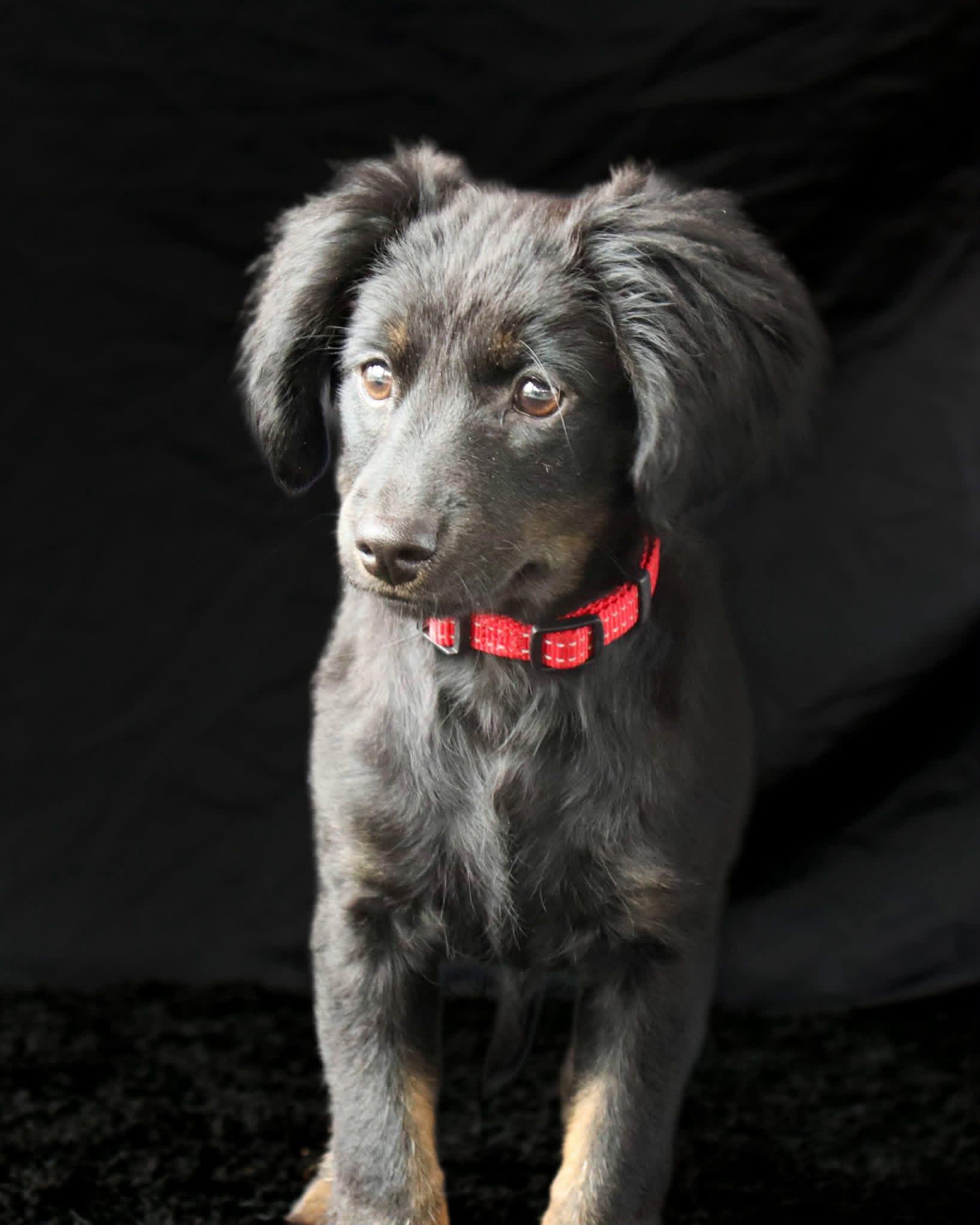 Enlarge Stella, a ADOPTABLE mixed breed in Elkton, MD image 2/4