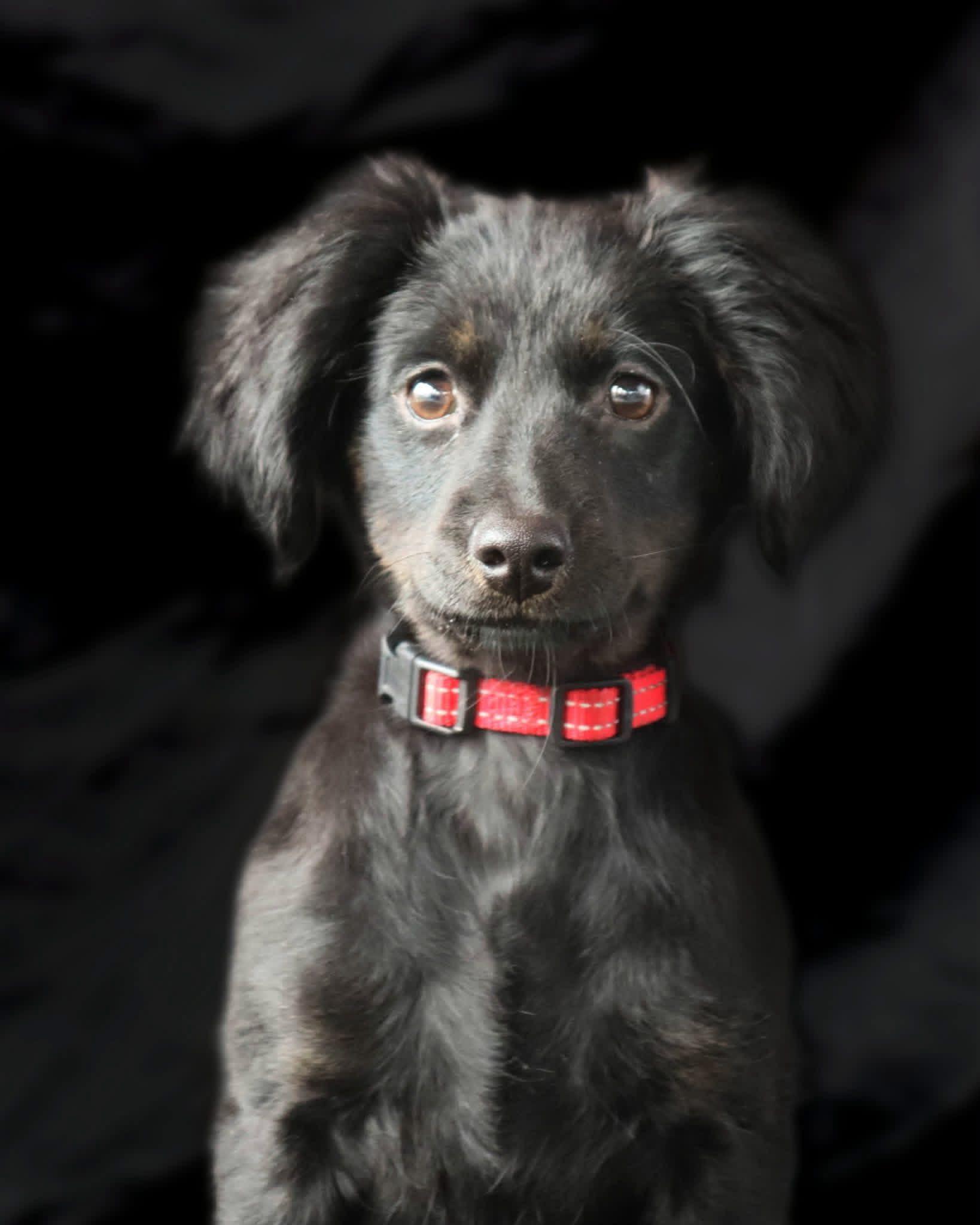 Enlarge Stella, a ADOPTABLE mixed breed in Elkton, MD image 1/4