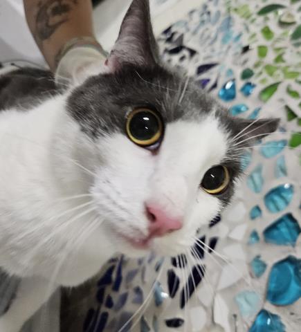 MAURICE, Adoptable, Adult Male Domestic Short Hair.