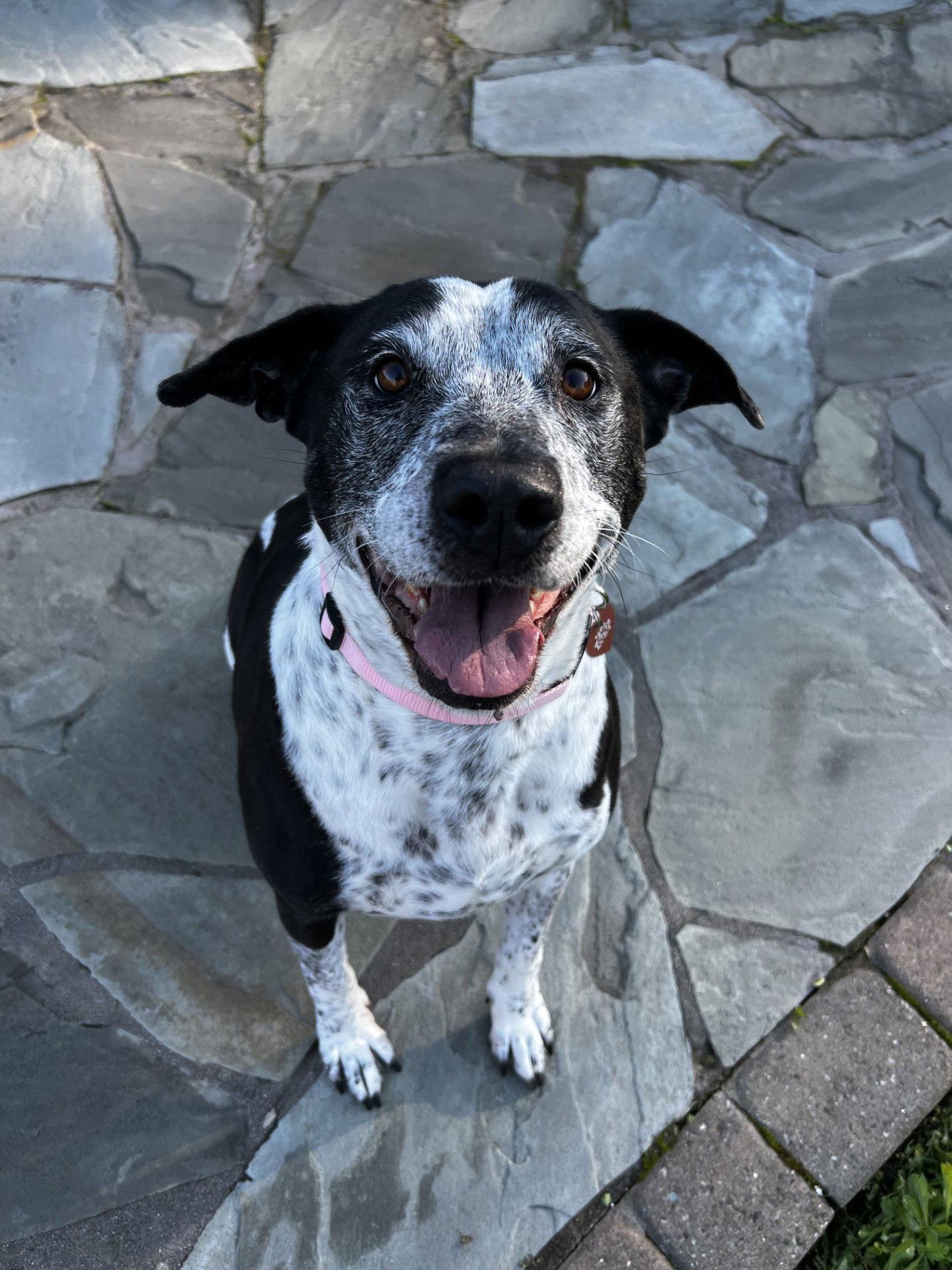 Enlarge Remi the Senior!, a Adoptable mixed breed in Burlingame, CA image 1/3