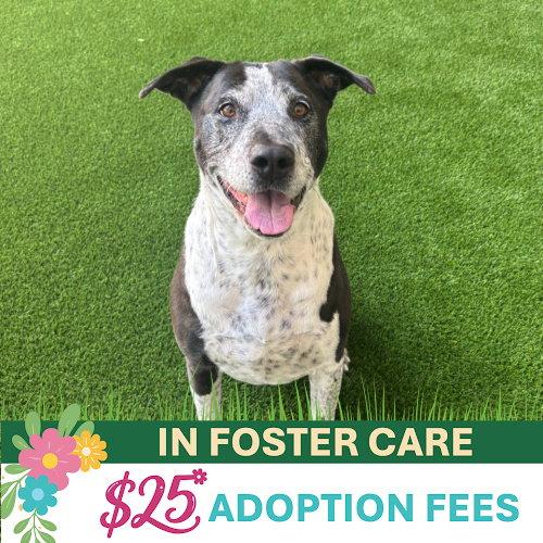 Enlarge Remi the Senior!, a Adoptable mixed breed in Burlingame, CA image 1/3