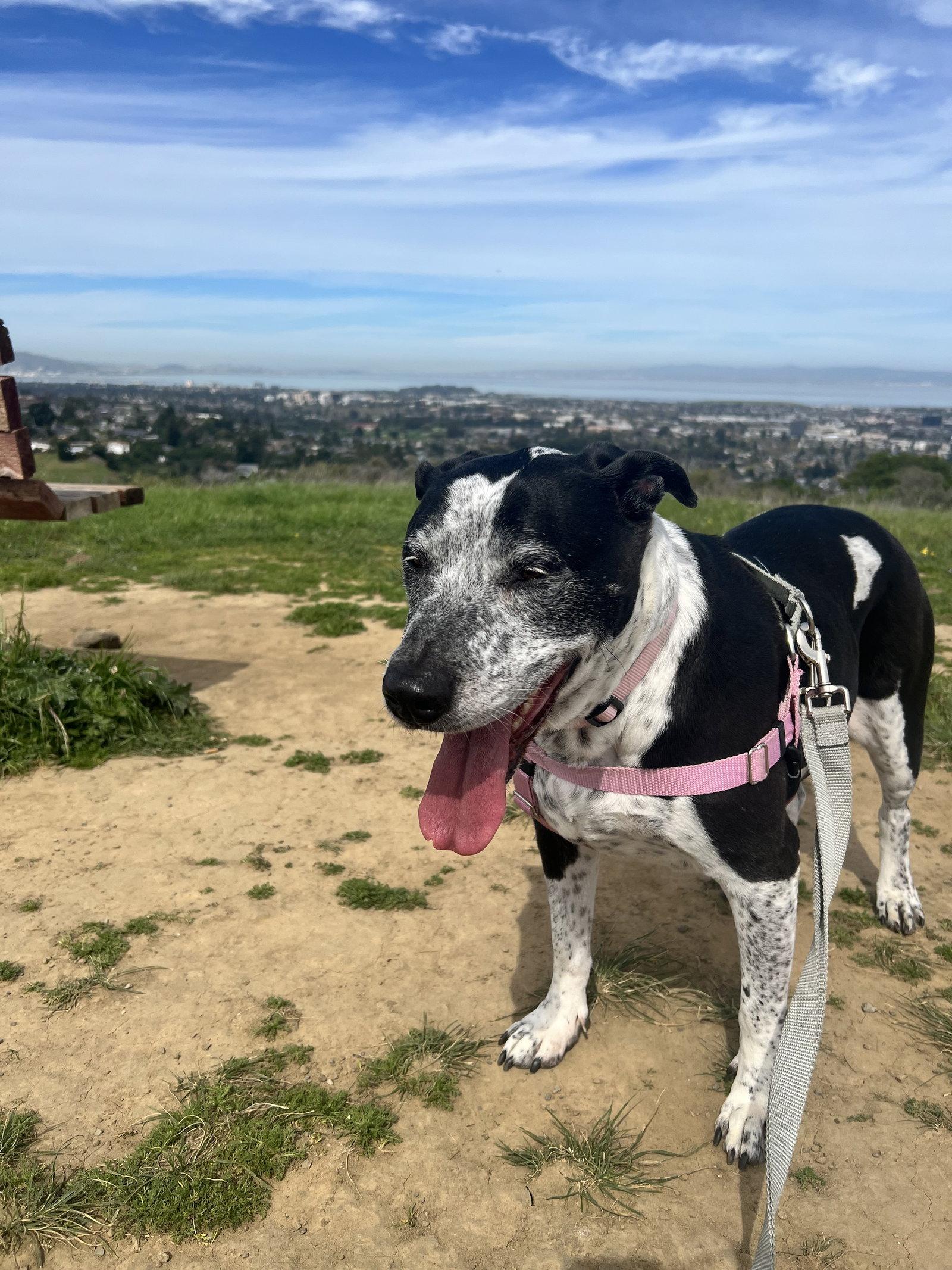 Enlarge Remi the Senior!, a Adoptable mixed breed in Burlingame, CA image 2/3