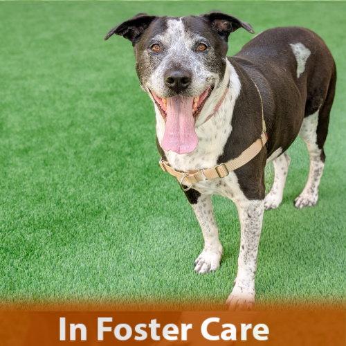 Enlarge Remi the Senior!, a Adoptable mixed breed in Burlingame, CA image 2/3