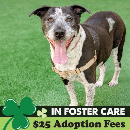 Enlarge Remi the Senior!, a Adoptable mixed breed in Burlingame, CA image 2/3