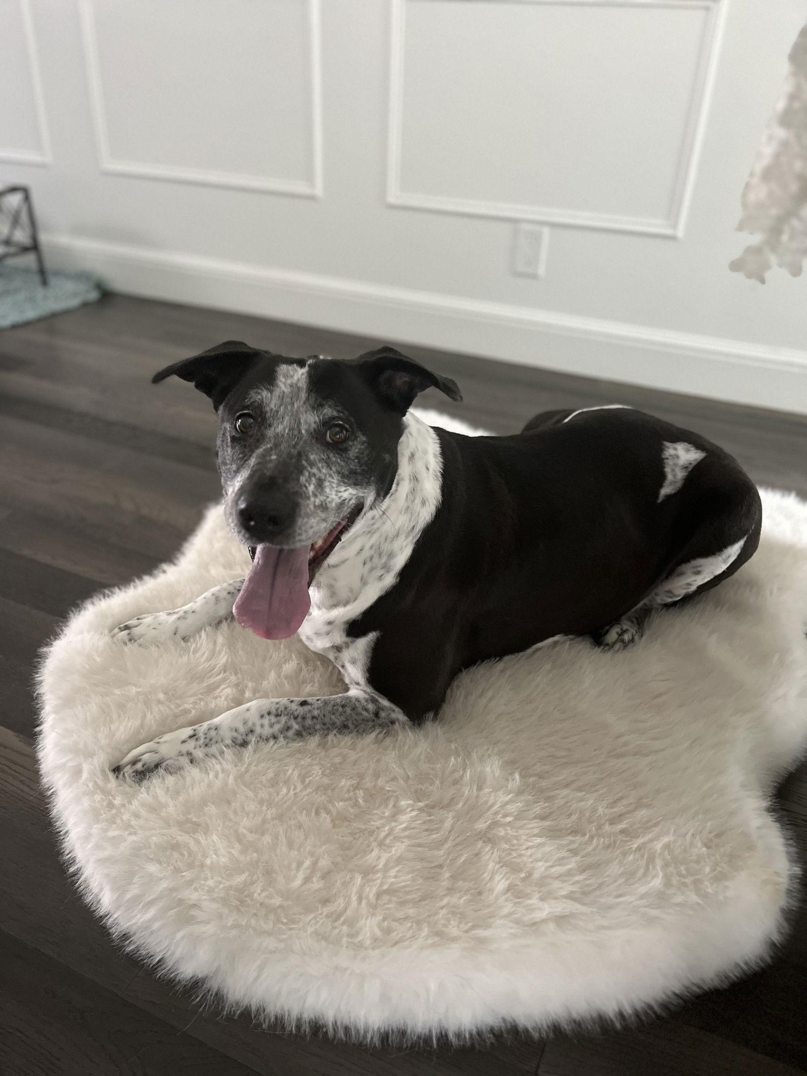 Enlarge Remi the Senior!, a Adoptable mixed breed in Burlingame, CA image 3/3