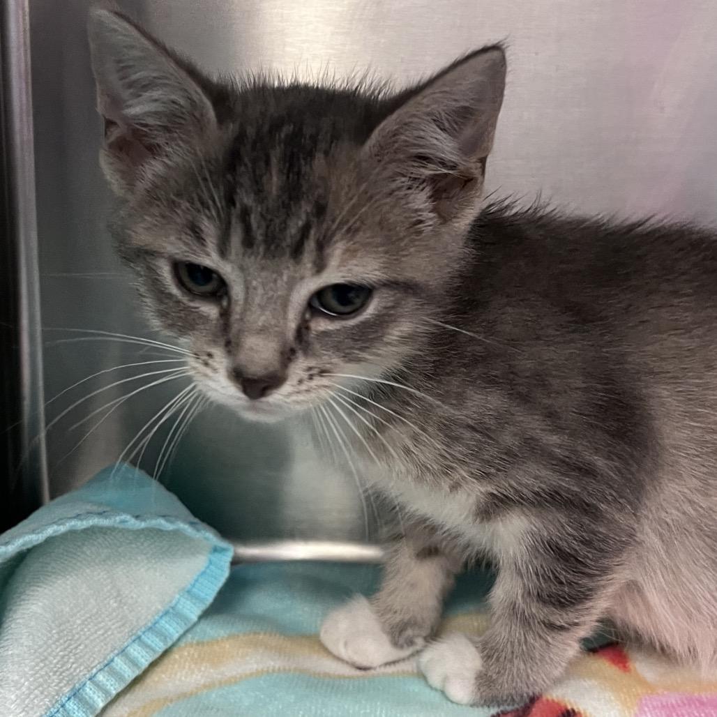 City, Adoptable, Kitten Female Domestic Short Hair.