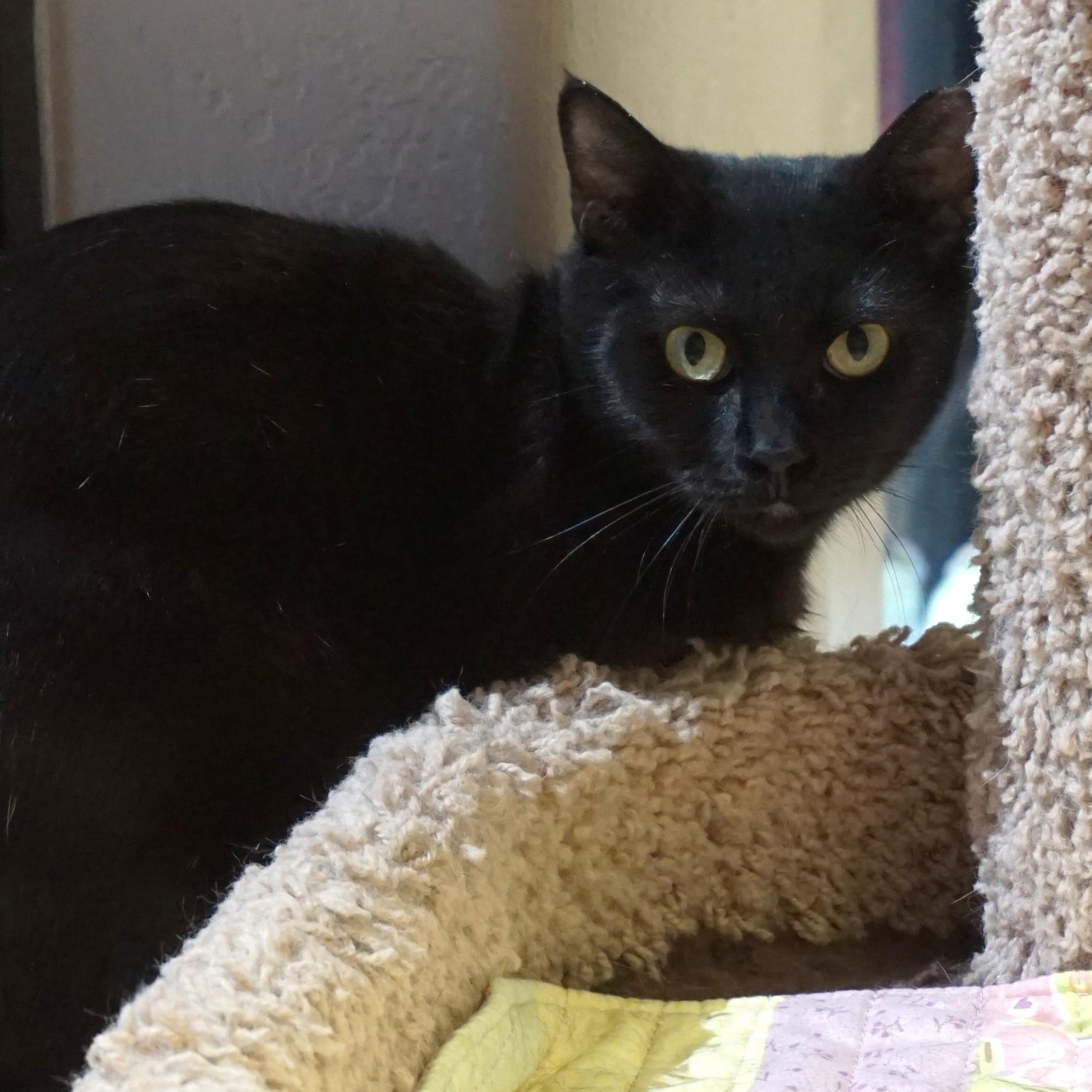 Minuit Mist, ADOPTABLE, Adult Female Domestic Short Hair.
