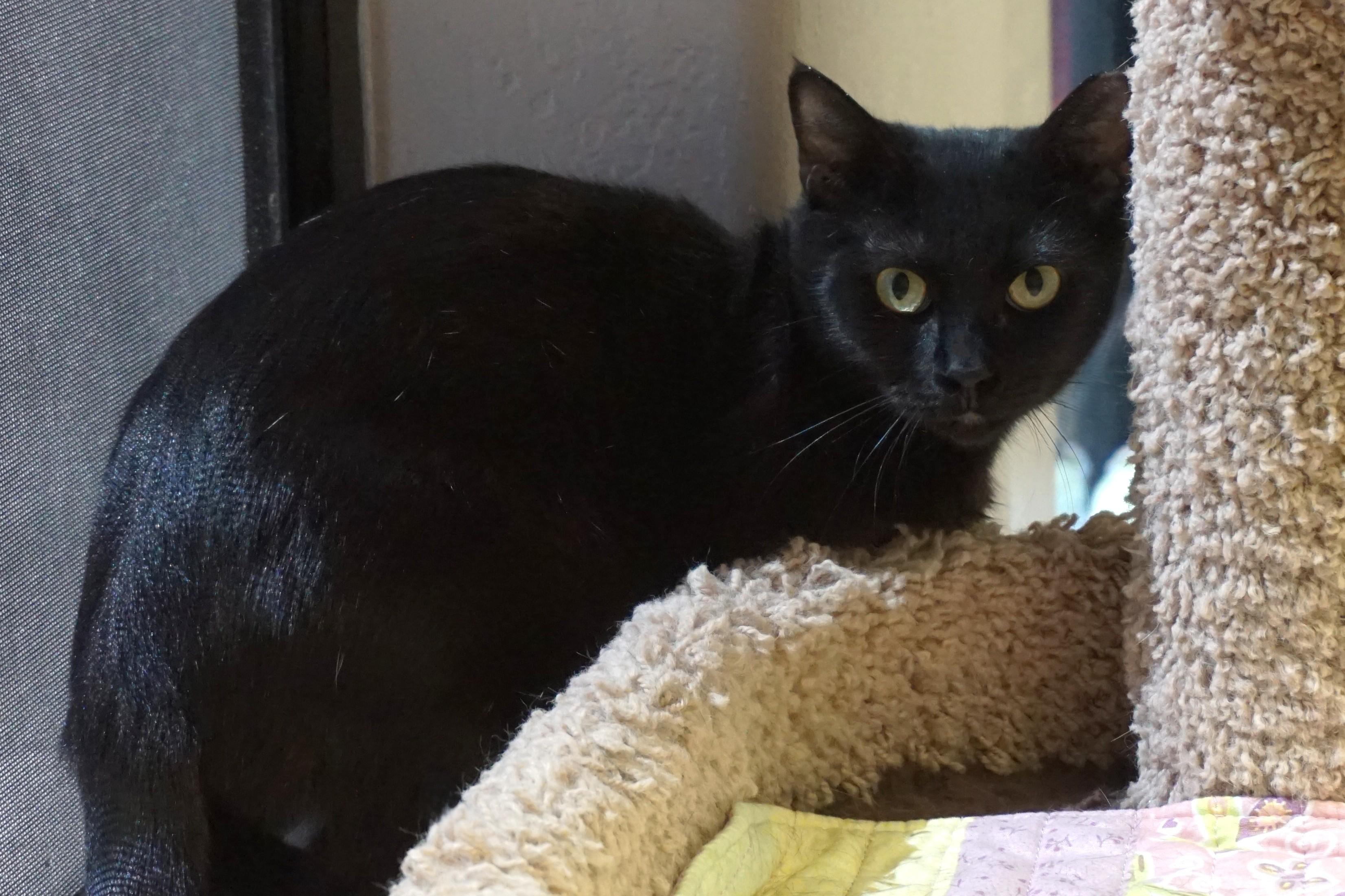 Enlarge Minuit Mist, a ADOPTABLE Domestic Short Hair in Fountain Hills, AZ image 2/2