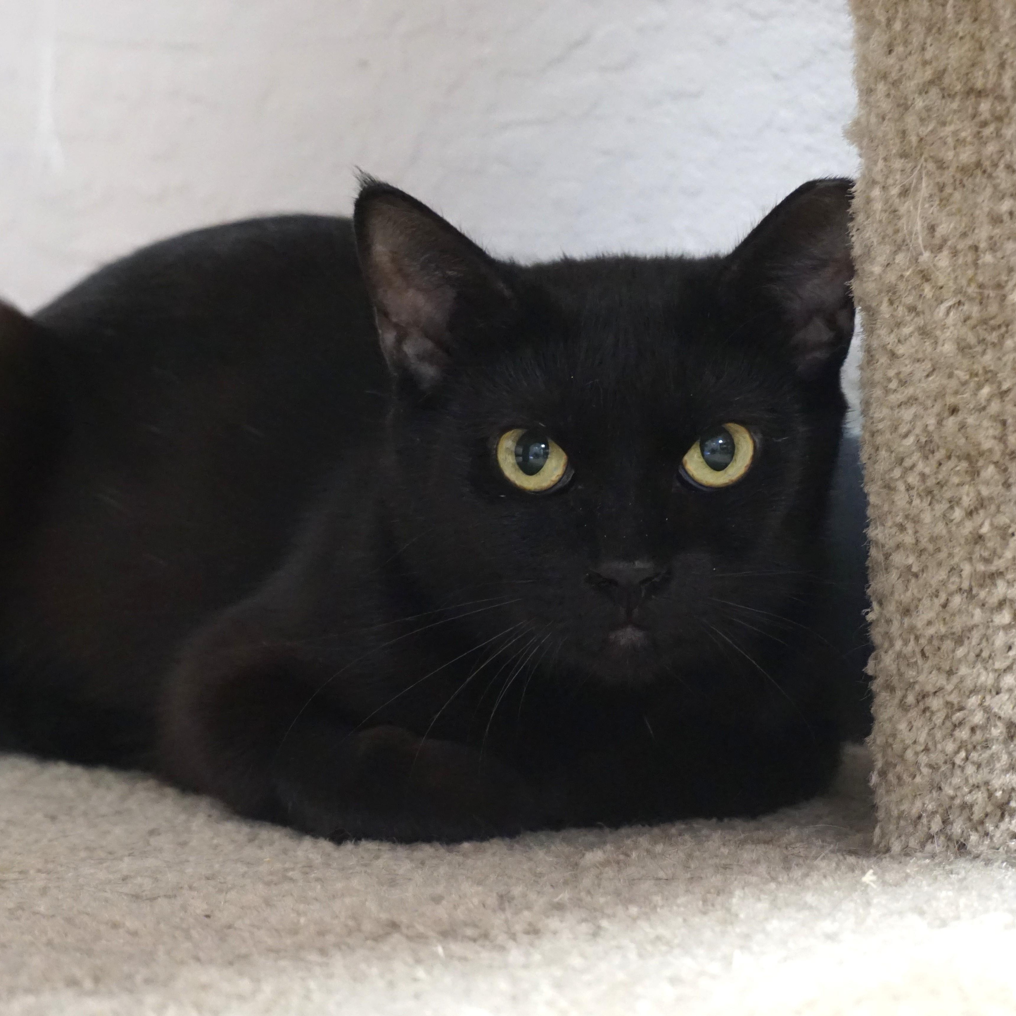Enlarge Minuit Mist, a ADOPTABLE Domestic Short Hair in Fountain Hills, AZ image 1/2
