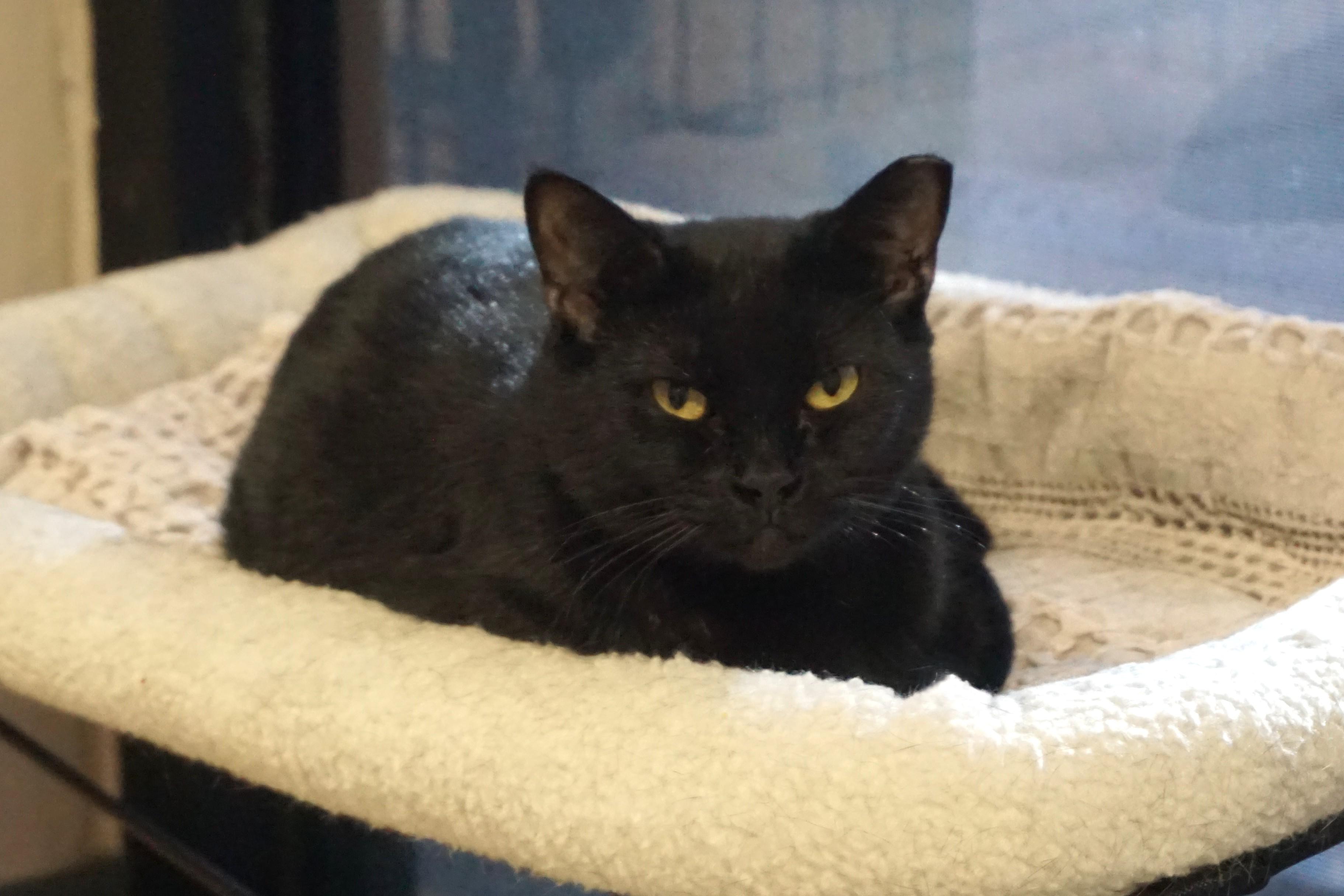 Enlarge Minuit Mist, a Adoptable Domestic Short Hair in Fountain Hills, AZ image 3/6