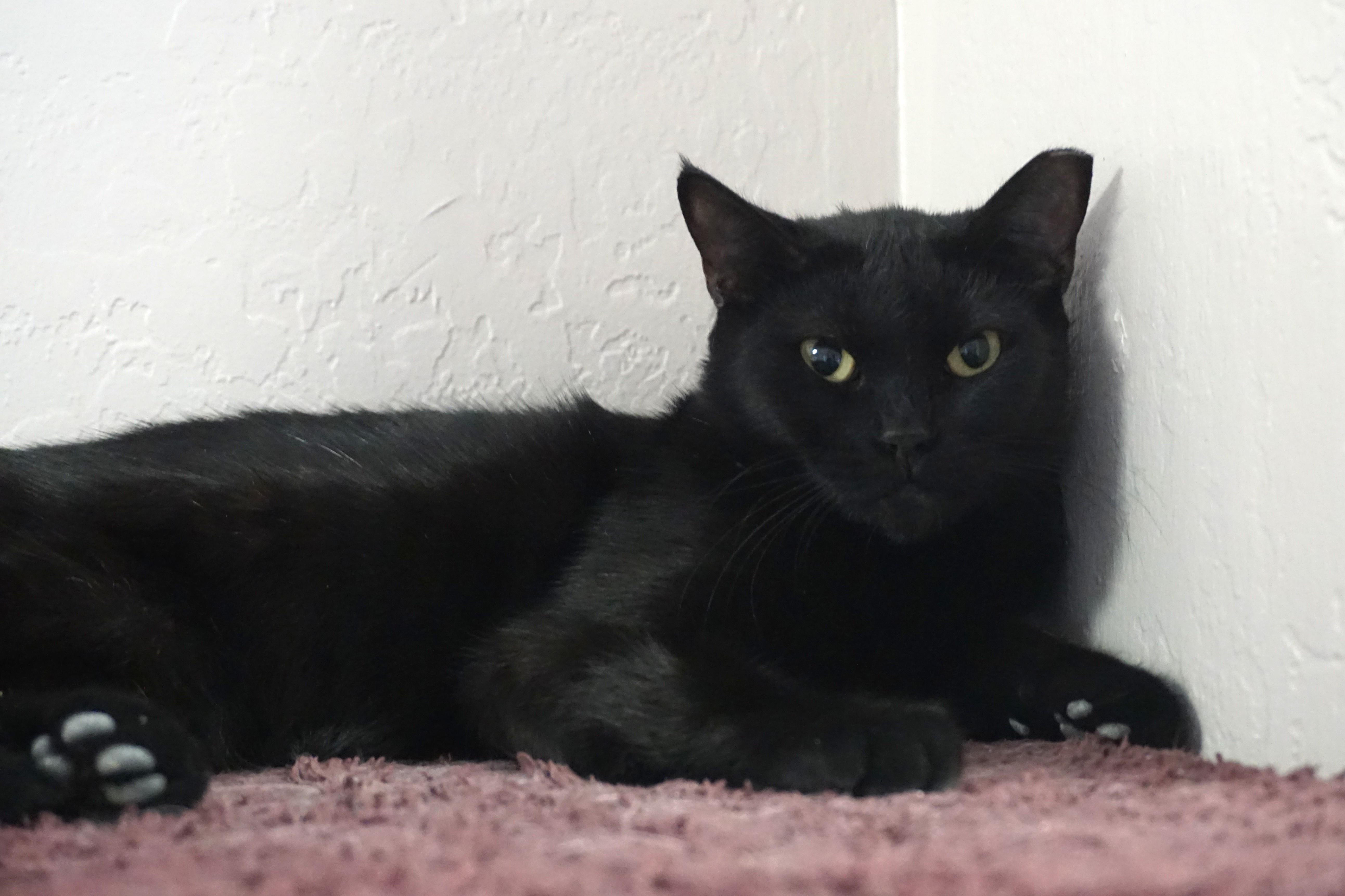 Enlarge Minuit Mist, a ADOPTABLE Domestic Short Hair in Fountain Hills, AZ image 3/3