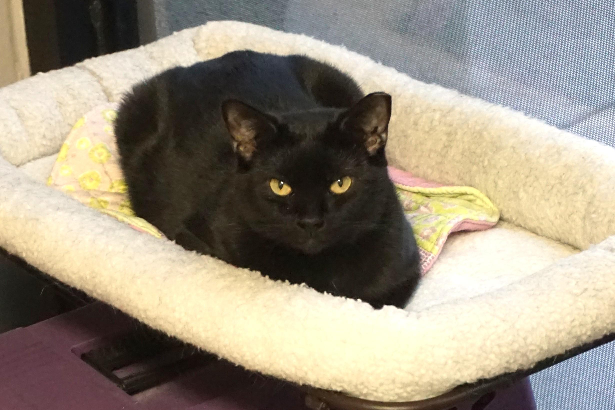 Minuit Mist, Adoptable, Adult Female Domestic Short Hair.