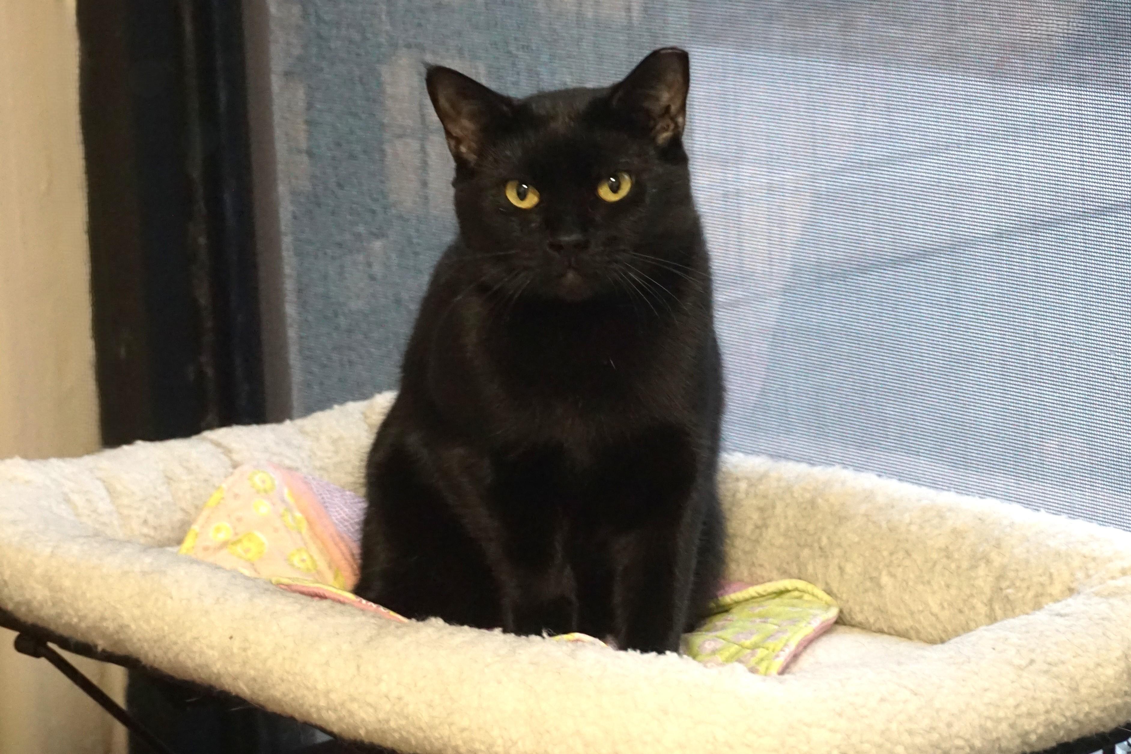Enlarge Minuit Mist, a Adoptable Domestic Short Hair in Fountain Hills, AZ image 2/6
