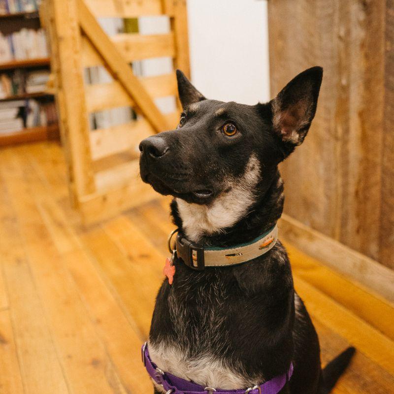 Enlarge Queso, a Adoptable mixed breed in Jackson, WY image 2/3