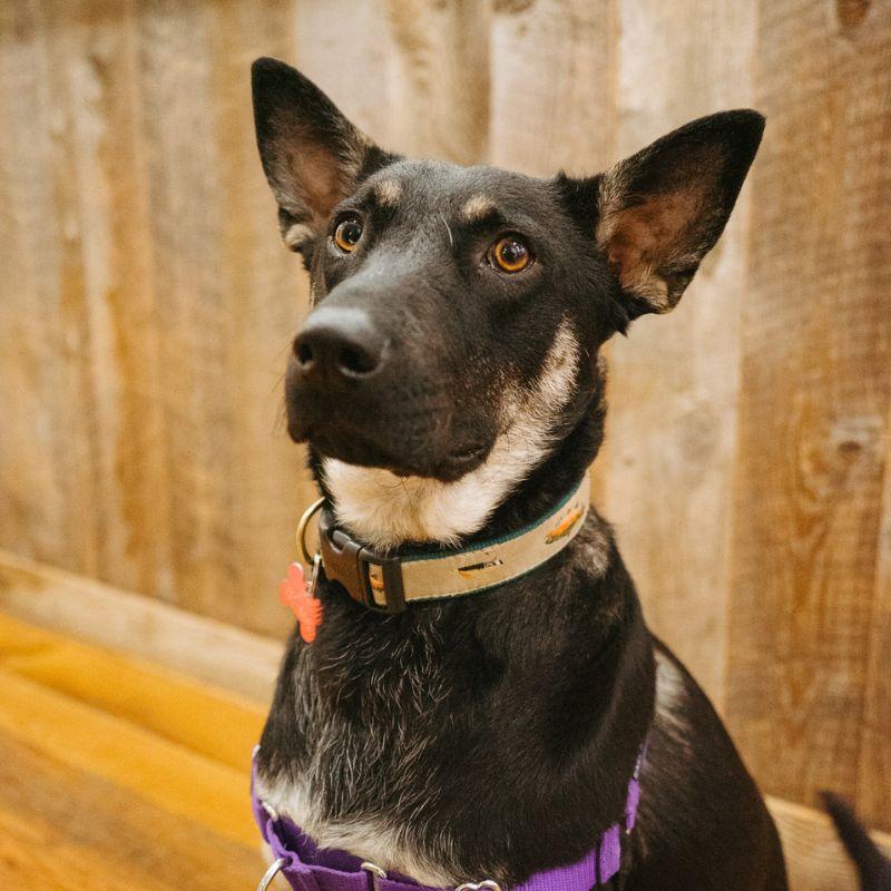 Queso, Adoptable, Young Female Australian Kelpie.
