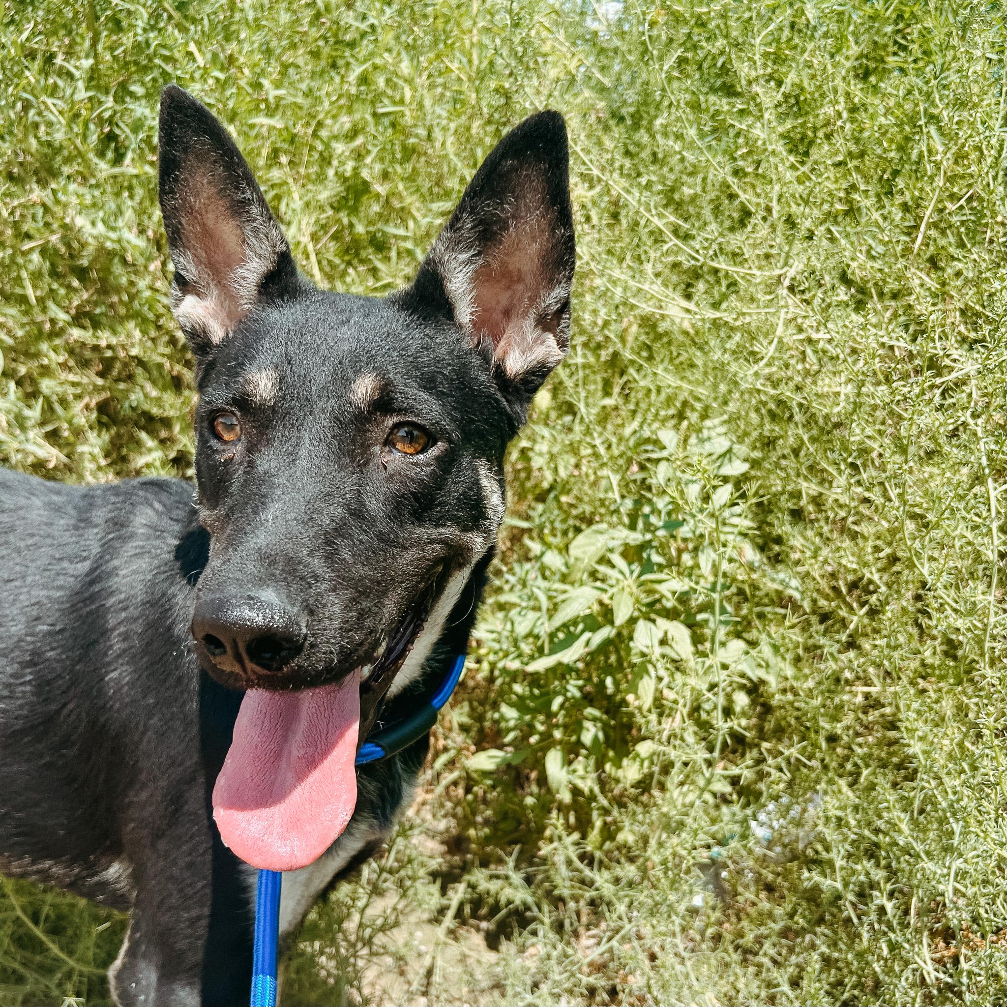Queso, Adoptable, Young Female Australian Kelpie.