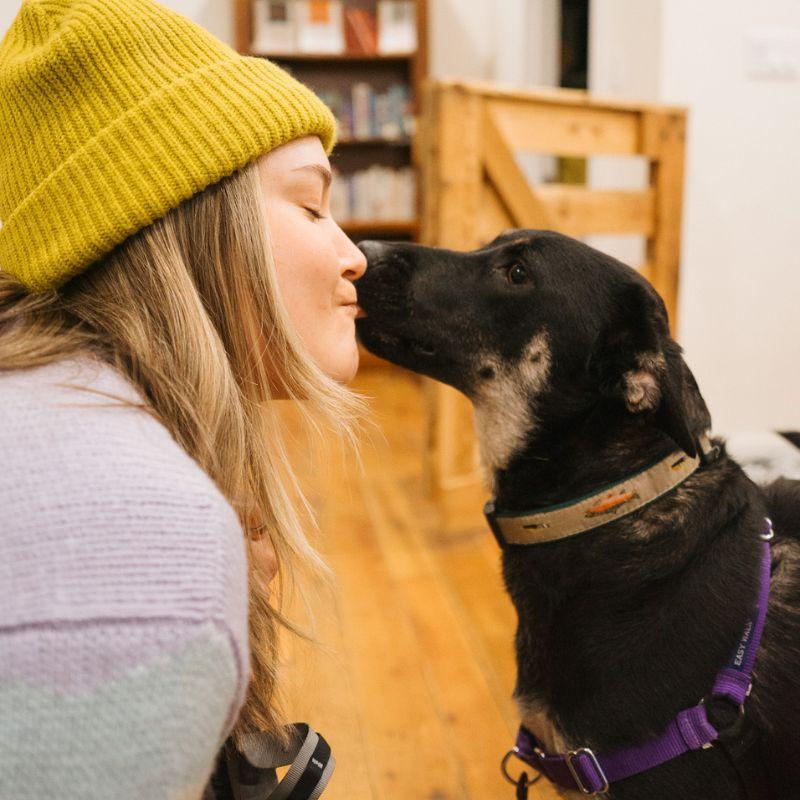 Enlarge Queso, a Adoptable mixed breed in Jackson, WY image 3/3