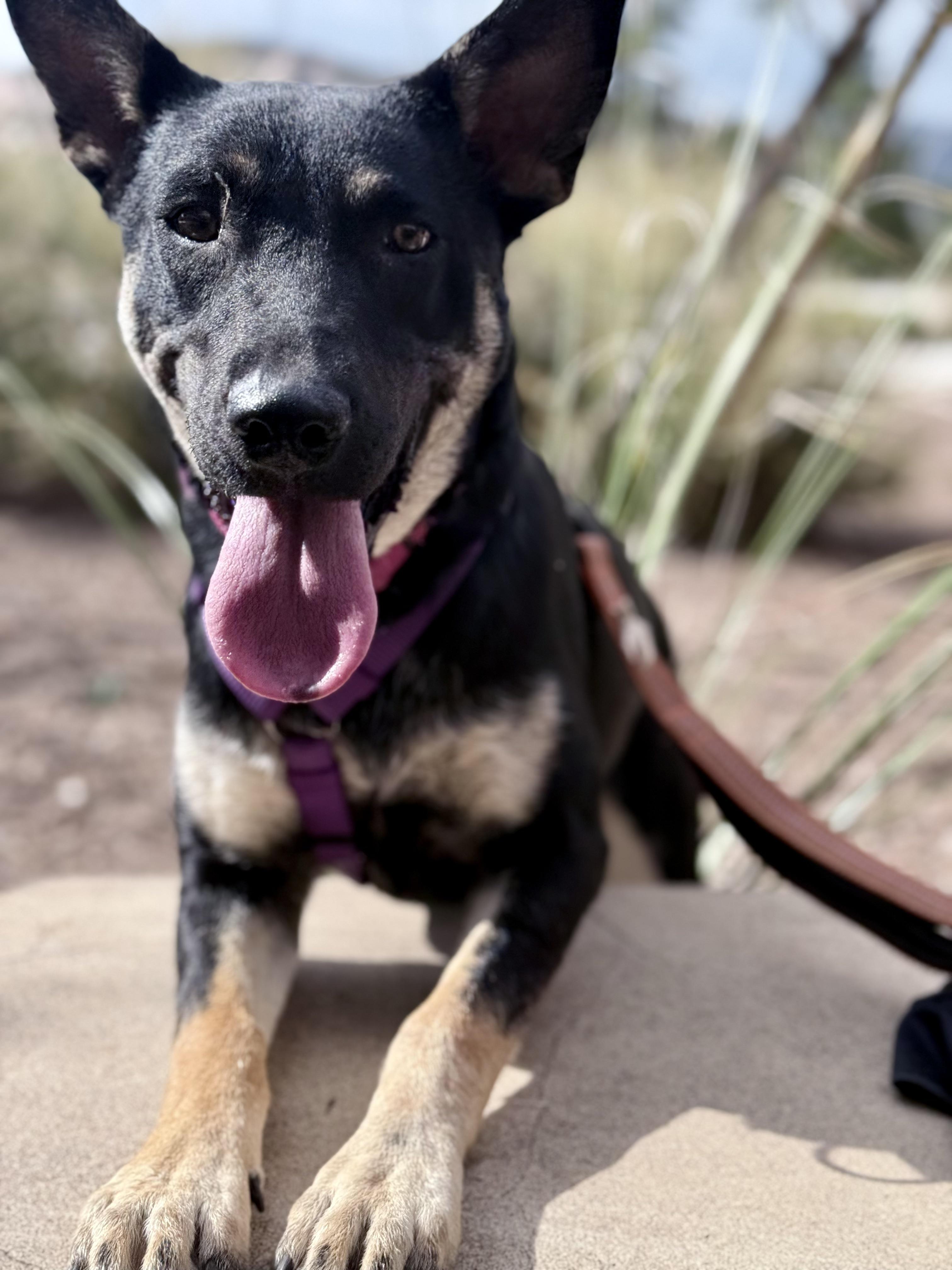Enlarge Queso, a Adoptable mixed breed in Jackson, WY image 2/3