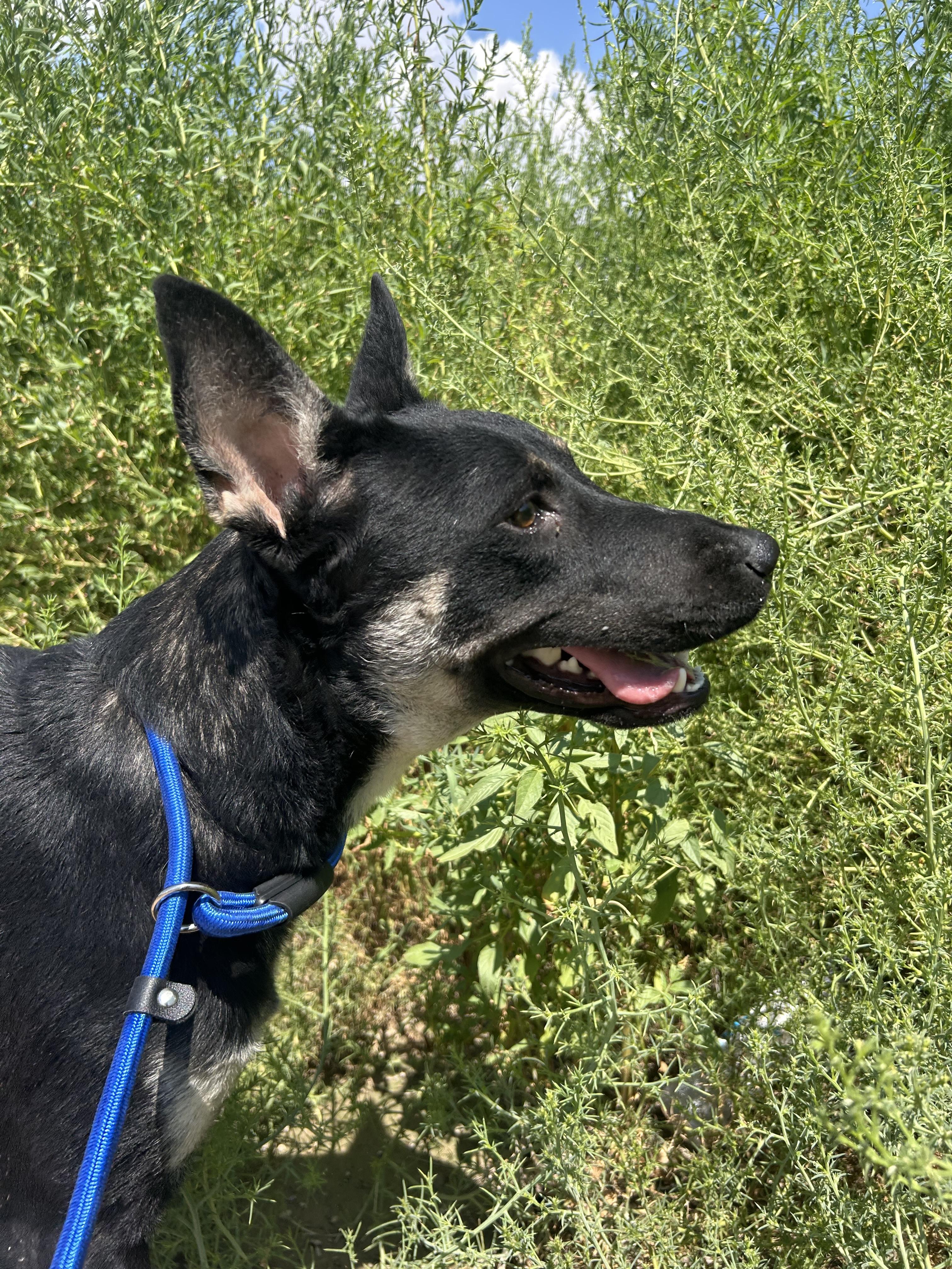 Enlarge Queso, a Adoptable mixed breed in Jackson, WY image 3/3