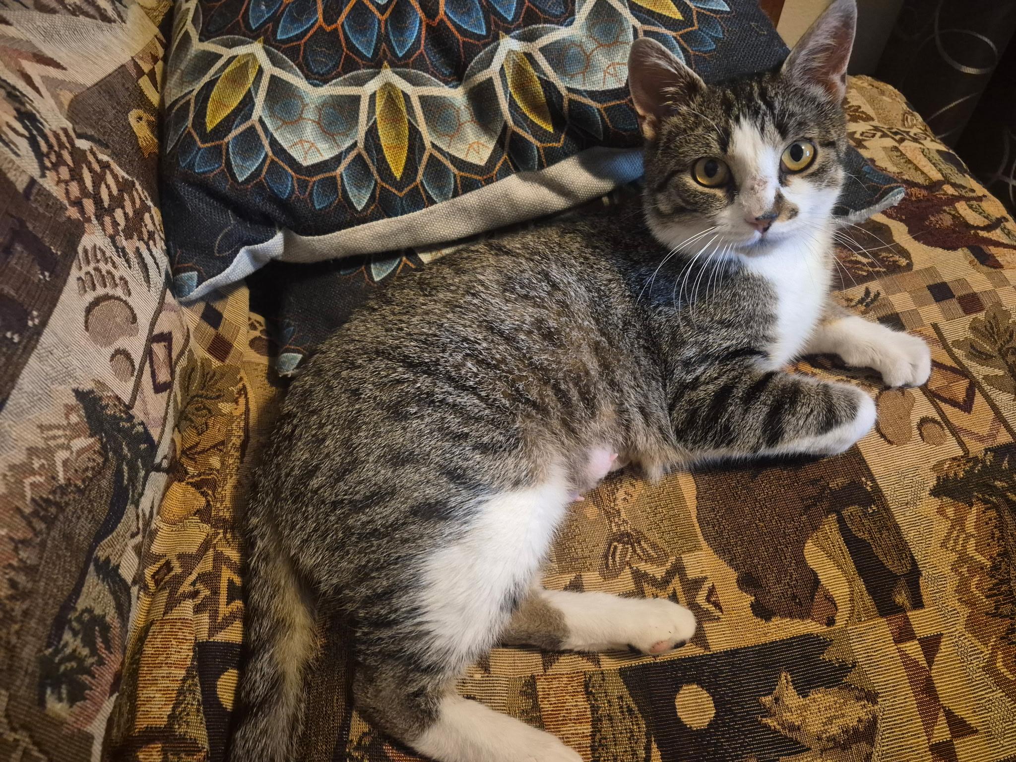 Kaye, Adoptable, Adult Female Domestic Short Hair.