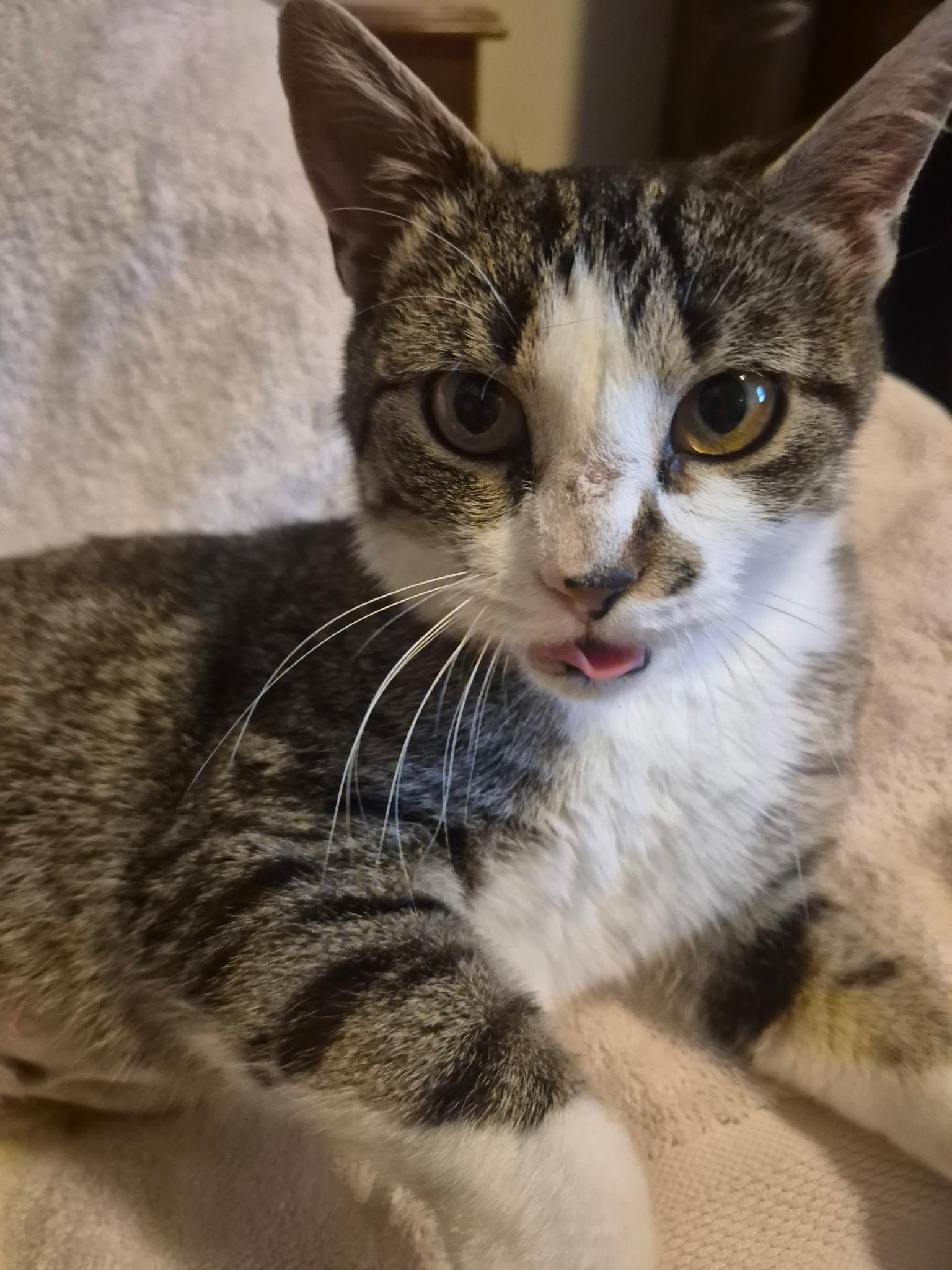 Kaye, a Adoptable Domestic Short Hair in Menasha, WI image 3/4