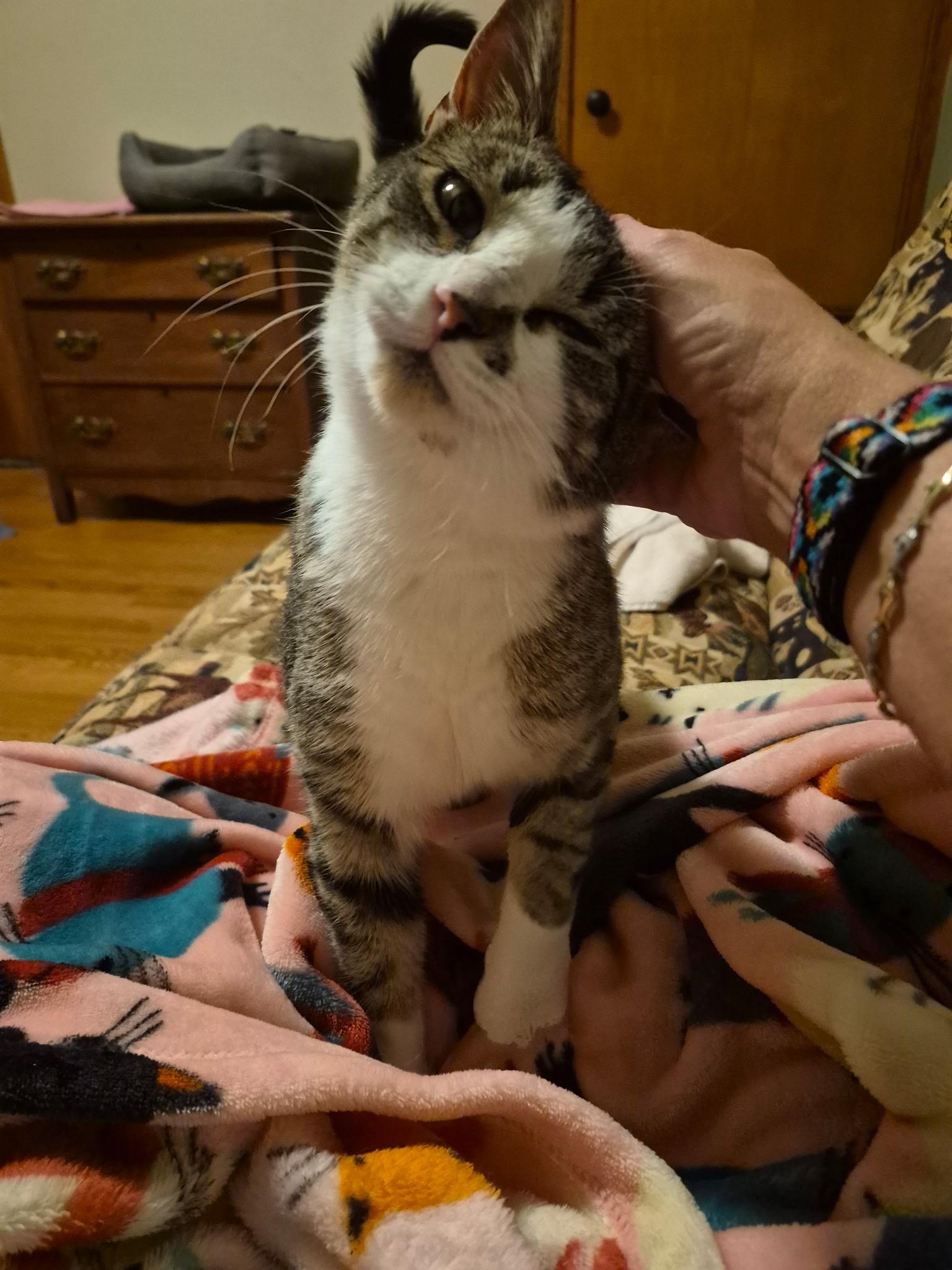 Kaye, a Adoptable Domestic Short Hair in Menasha, WI image 4/4