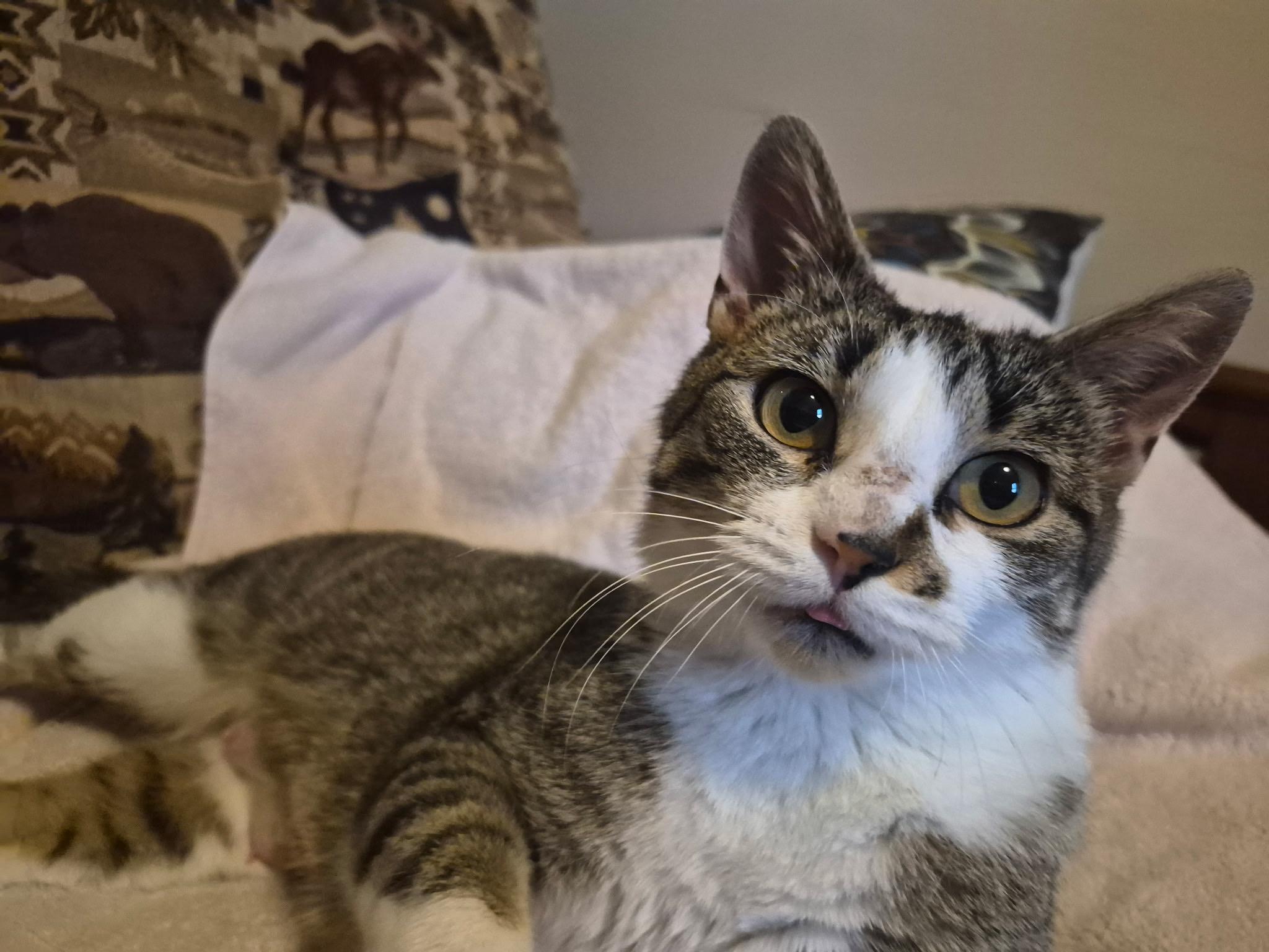 Kaye, a Adoptable Domestic Short Hair in Menasha, WI image 2/4