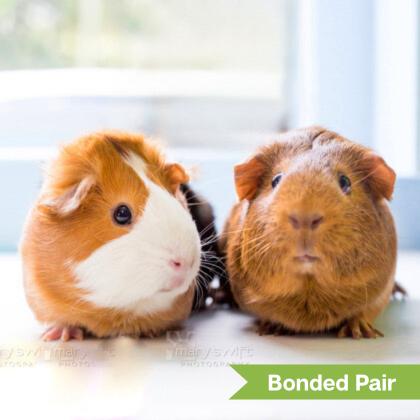Martha (bonded w/Mira), Adult Female Guinea Pig