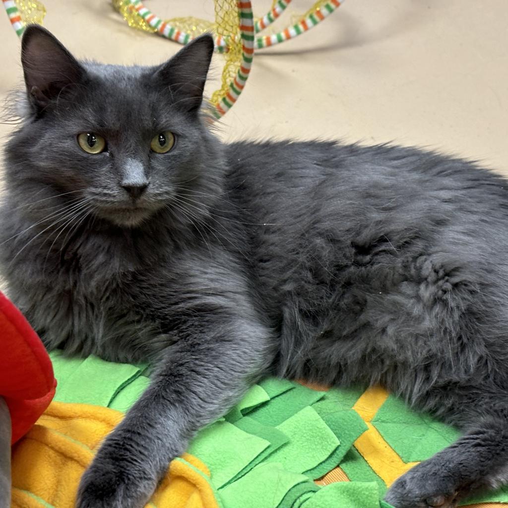 Hagrid, Adoptable, Adult Male Domestic Medium Hair.