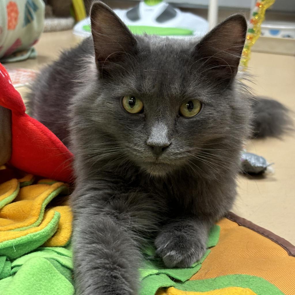 Hagrid, a Adoptable Domestic Medium Hair in Peoria, IL image 1/2