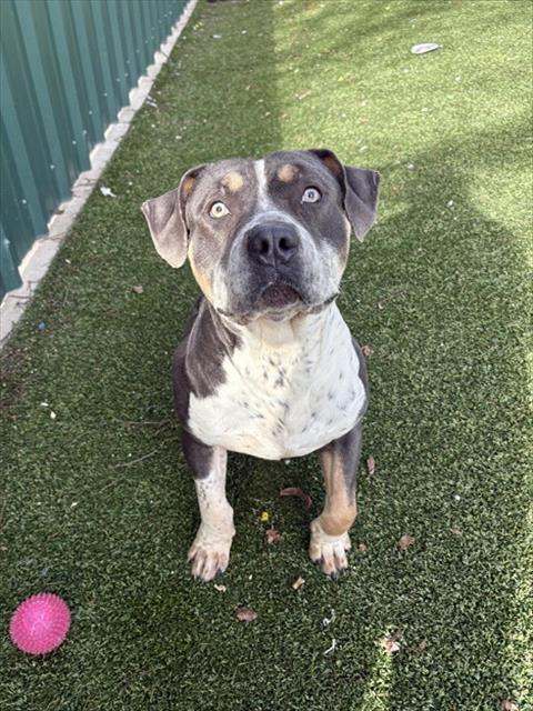 Enlarge POLO, a Adoptable mixed breed in Killeen, TX image 1/2