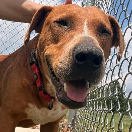 Brisket, a Adoptable mixed breed in Bristol, IN image 1/6
