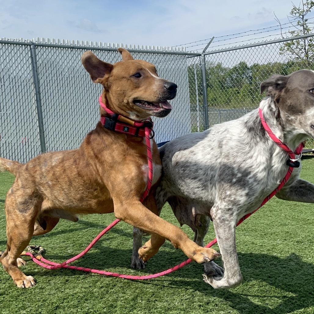 Brisket, a Adoptable mixed breed in Bristol, IN image 2/6