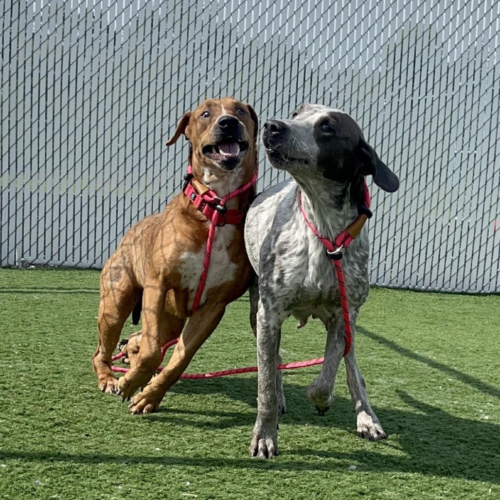 Brisket, a Adoptable mixed breed in Bristol, IN image 3/6