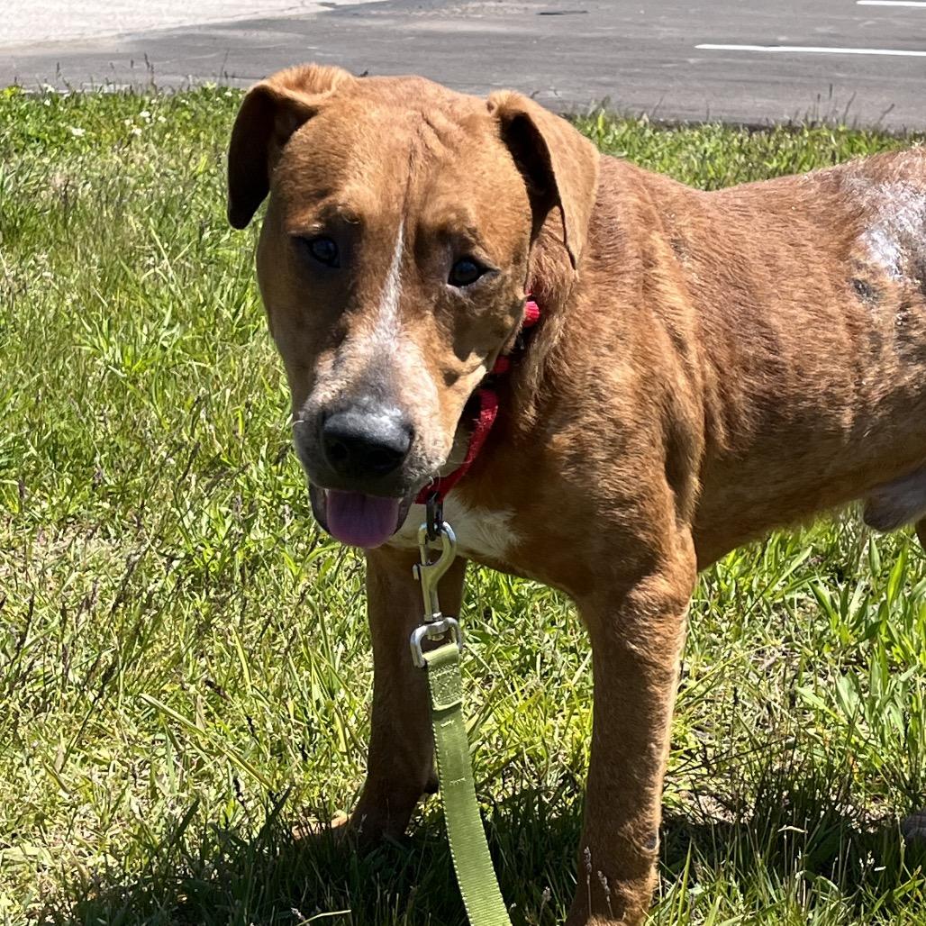 Brisket, a Adoptable mixed breed in Bristol, IN image 4/6