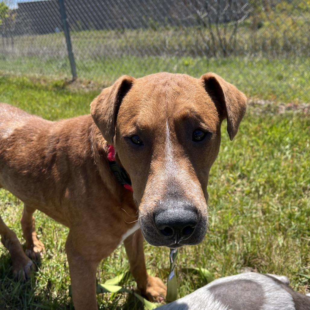 Brisket, a Adoptable mixed breed in Bristol, IN image 5/6