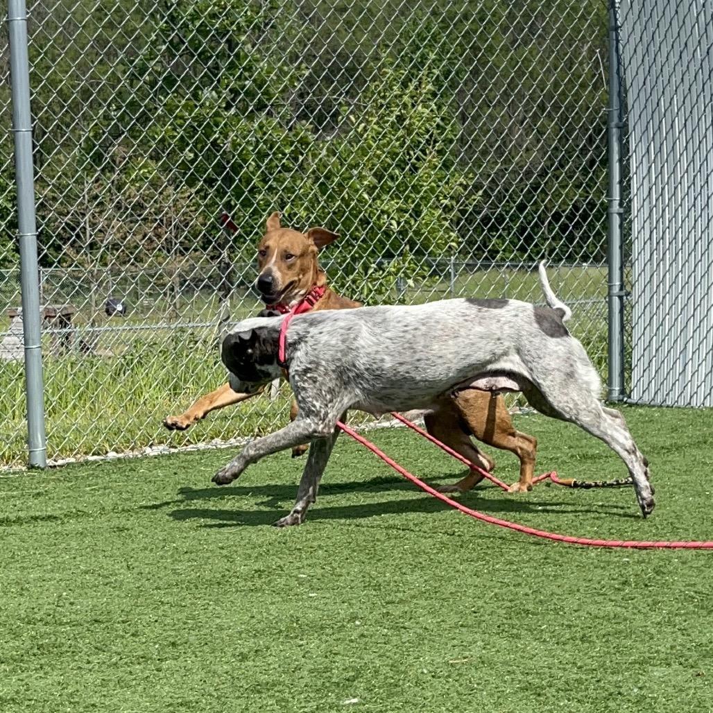 Brisket, a Adoptable mixed breed in Bristol, IN image 6/6