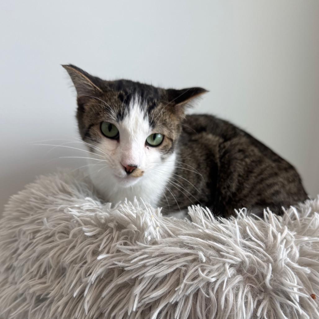 Mithaecus, Adoptable, Young Male Domestic Short Hair.
